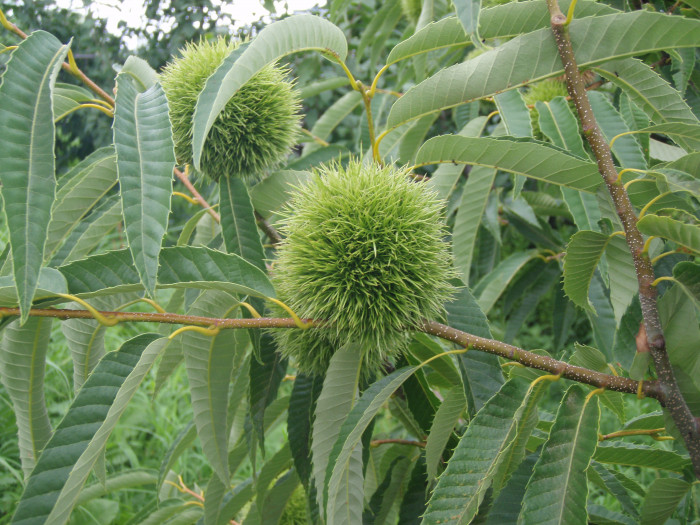 밤나무 - Castanea crenata Siebold & Zucc.
