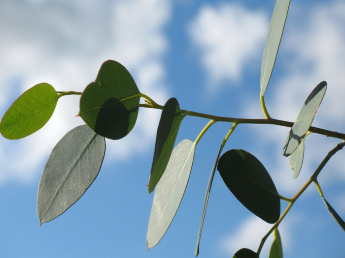 유칼립투스 - Eucalyptus, Eucalyptus globulus