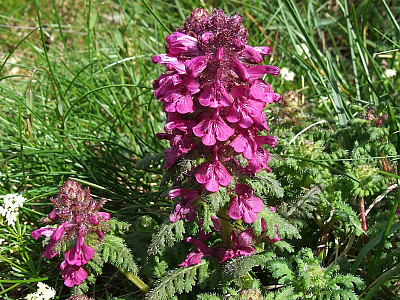구름송이풀 사진 - Pedicularis verticillata Photos