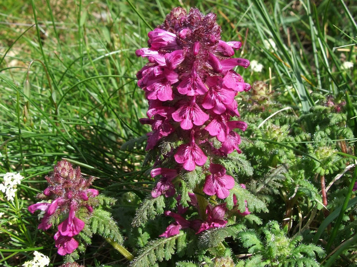 구름송이풀 - Pedicularis verticillata