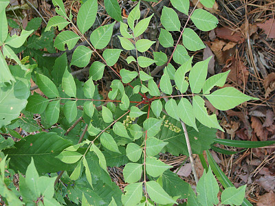개옻나무 사진 - Rhus trichocarpa Miq. Photos