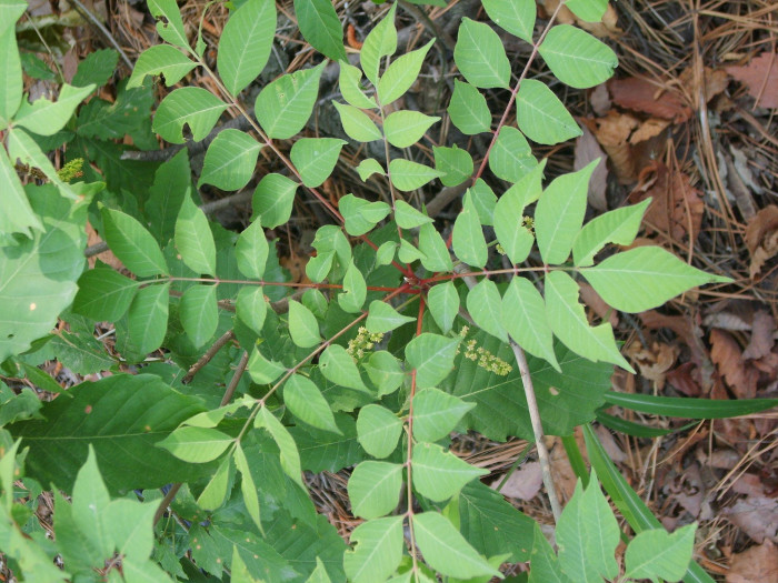 개옻나무 - Rhus trichocarpa Miq.