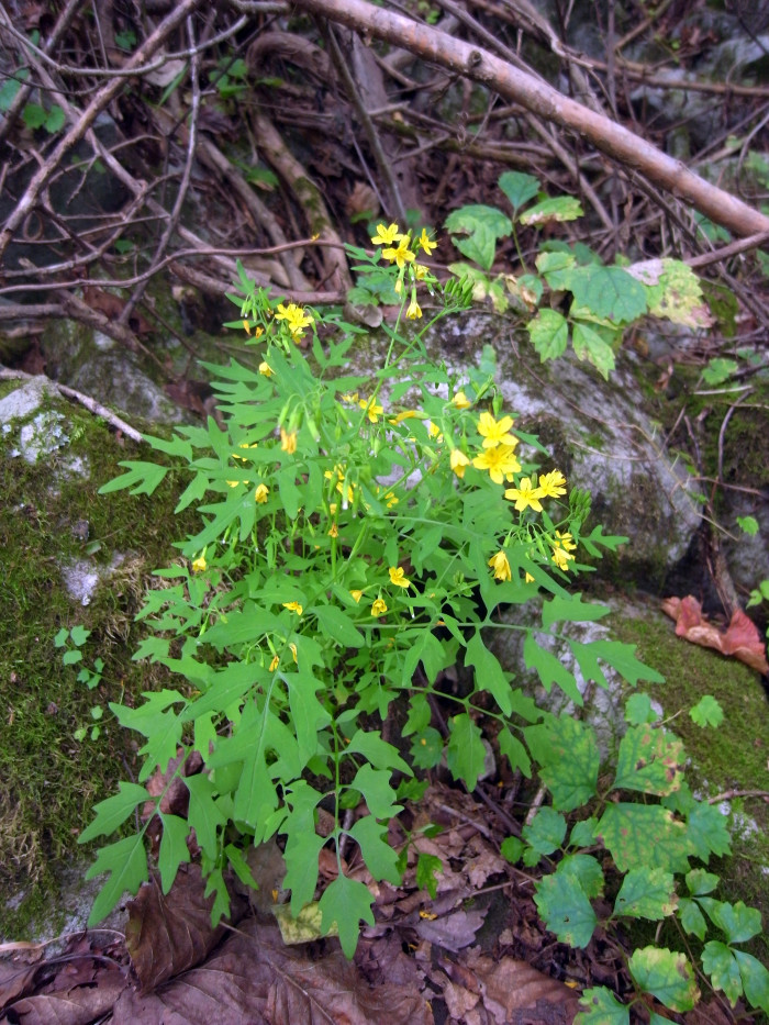 까치고들빼기 - Crepidiastrum chelidoniifolium (Makino) Pak & Kawano