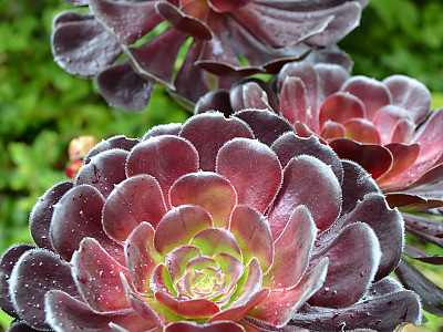 흑법사 사진 - Aeonium arboreum Photos