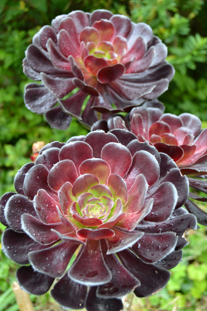 흑법사 - atropurpureum, Aeonium arboreum