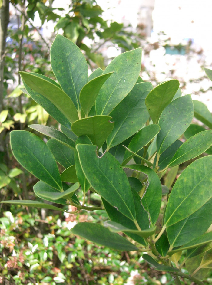 감탕나무 - Ilex integra Thunb.