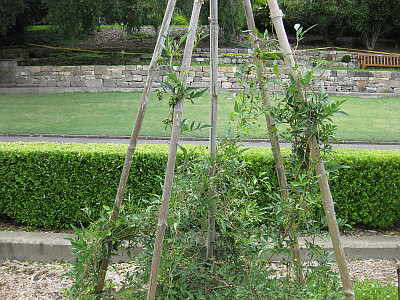 가회톱 사진 - Ampelopsis japonica (Thunb.) Makino Photos