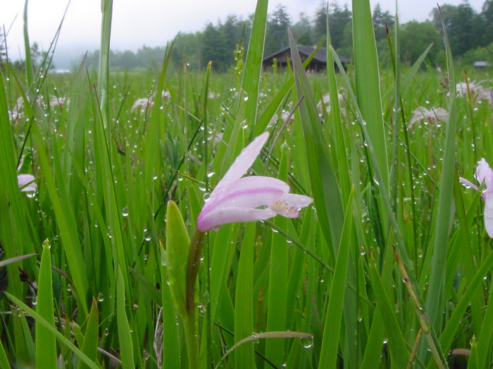 흰큰방울새란 - Pogonia japonica for. albiflora Y.N.Lee