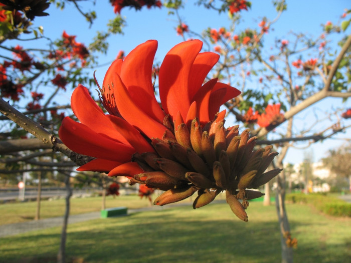 괴목두 - Erythrina caffra, Erythrina caffra Thunb.