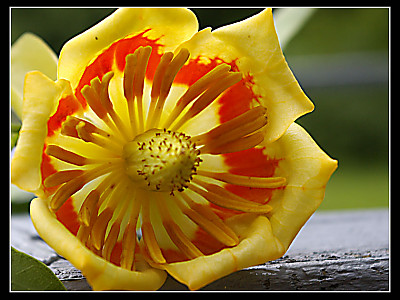 튤립나무 사진 - Liriodendron tulipifera L. Photos