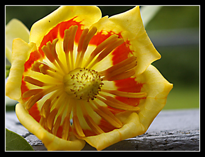 튤립나무 - Liriodendron tulipifera L.