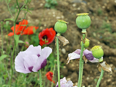 양귀비 사진 - Papaver somniferum Photos