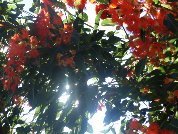유칼립투스 - Eucalyptus, Eucalyptus globulus