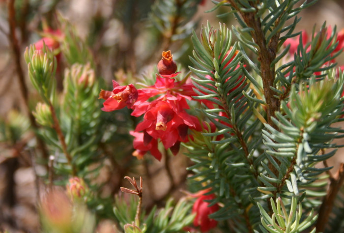 에리카 글라우카 - Erica glauca, Erica glauca var. elegans