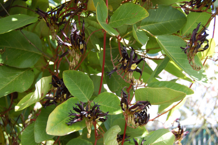 Kennedia nigricans - Black Coral Pea, Kennedia nigricans