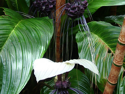 박쥐꽃 사진 - Tacca integrifolia Photos