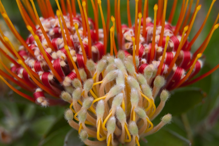 류코스퍼뭄 데루베센스 - Langeberg Pincushion Leucospermum erubescens, Outdshoorn Pincushion