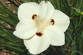 공작붓꽃 - Dietes bicolor