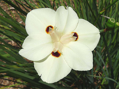 공작붓꽃 사진 - Dietes bicolor Photos