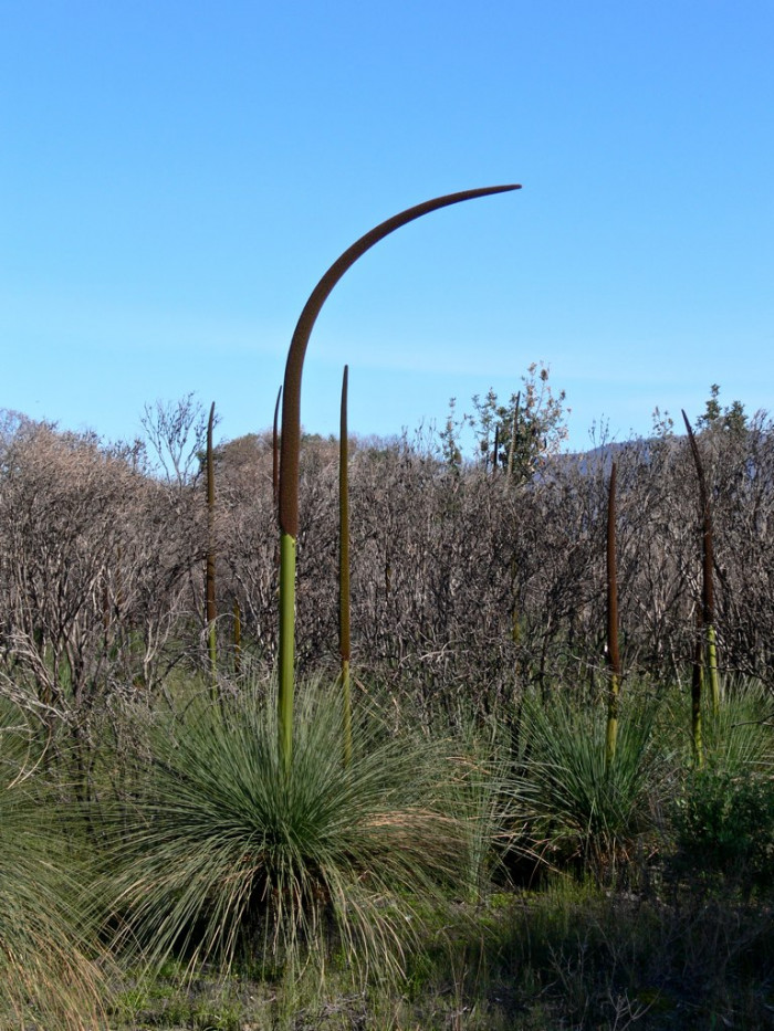잔디트리 - Xanthorrhoea Preissii