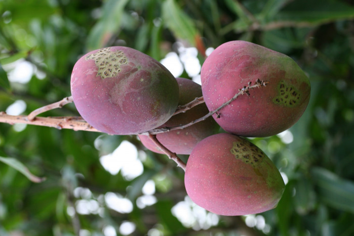 망고 - mango, Mangifera indica L. 