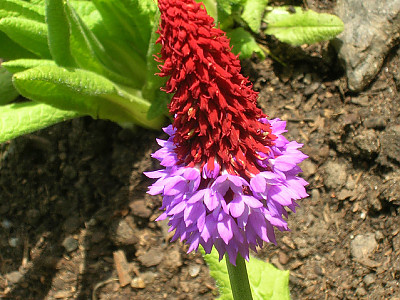난초앵초 사진 - Primula Vialii Photos