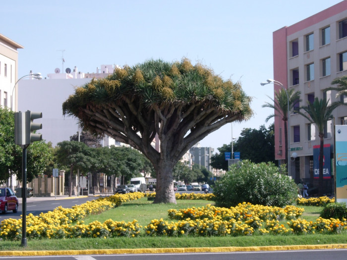 용혈수 - Dragon blood tree, Dracaena draco