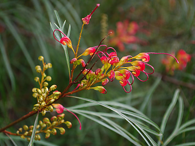핑크단사 사진 - Grevillea rosmarinifolia Photos