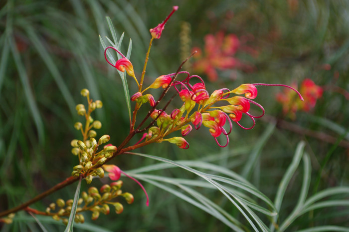 핑크단사 - Grevillea, Grevillea rosmarinifolia