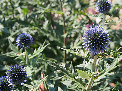 공꽃 사진 - Echinops Ritro Photos