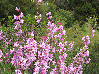 와트소니아 볼보니카 사진 - Watsonia borbonica Photos