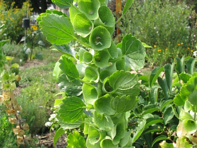 조개꽃 사진 - Moluccella laevis Photos