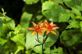 말나리 - Lilium distichum
