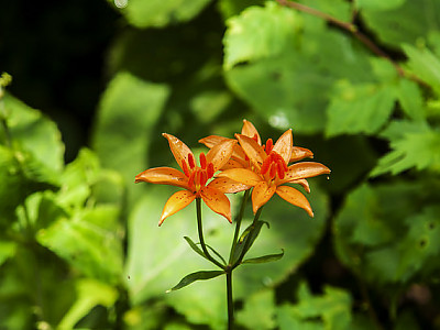 말나리 사진 - Lilium distichum Photos