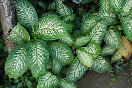 디펜바키아 세구이네 - Dieffenbachia seguine