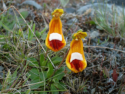 칼세올라리아 유니플로라 사진 - Calceolaria uniflora Photos