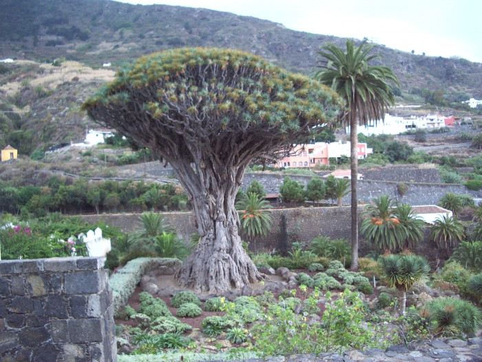 용혈수 - Dragon blood tree, Dracaena draco