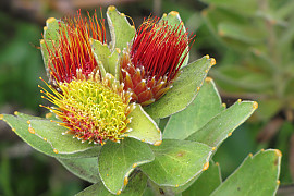 류코스퍼뭄 오레이포리움 - Leucospermum oleifolium (P.J. Bergius) R. Br.