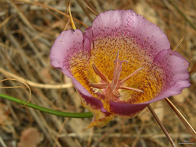 Calochortus plummerae 사진 - Calochortus plummerae Photos
