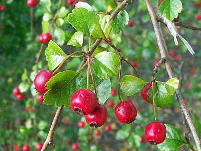 서양산사나무 사진 - Crataegus laevigata \'Paul\'s scarlet\' Photos