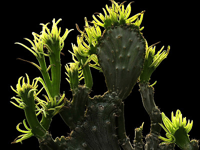 천마공 사진 - Pachypodium succulentum Photos