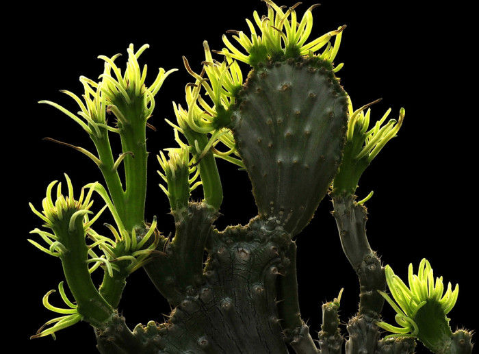 천마공 - Pachypodium succulentum