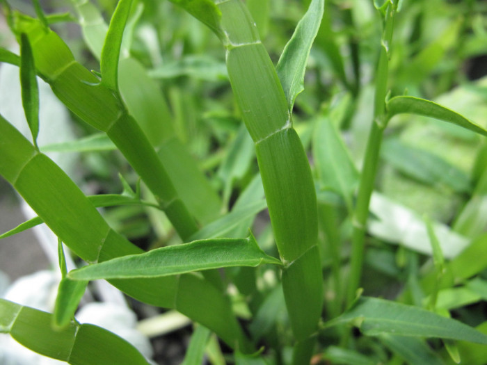 리본풀 - Homalocladium platycladum