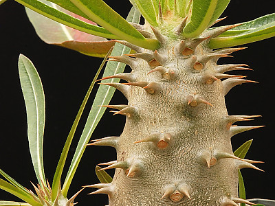 백마성 사진 - Pachypodium saundersii Photos