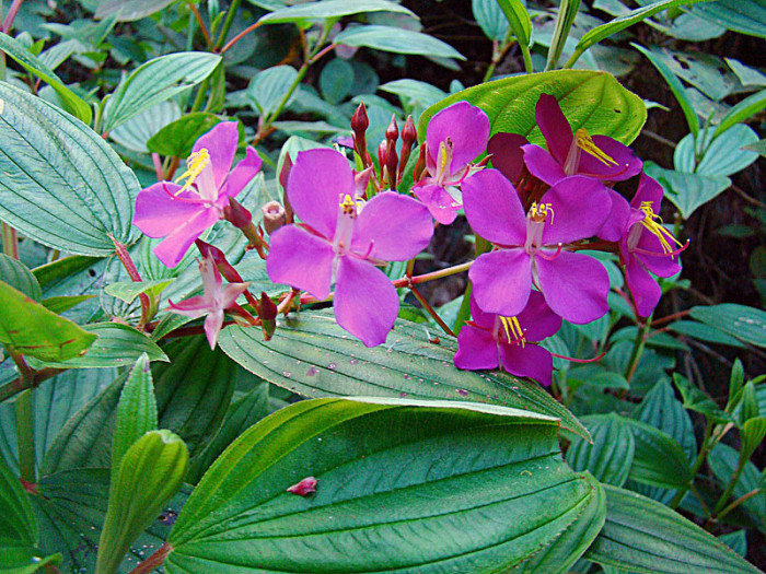 Monochaetum humboldtianum - Monochaetum humboldtianum