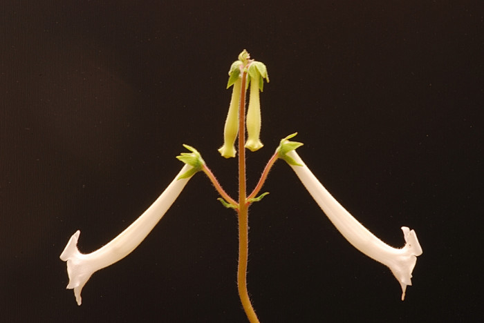 Sinningia tubiflora - Sinningia tubiflora