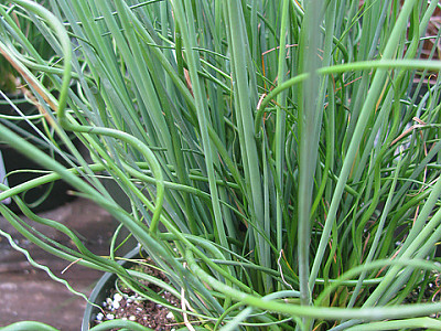 용수철골풀 사진 - Juncus effusus Spiralis Photos