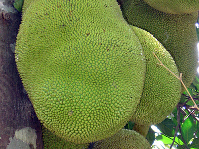 잭후르츠 사진 - Artocarpus heterophyllus Lam. Photos