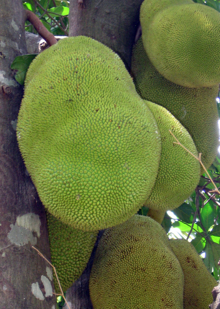 잭후르츠 - Jackfruit, Artocarpus heterophyllus Lam.