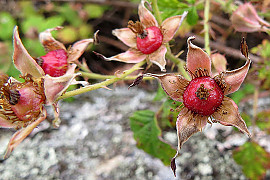 멍석딸기 - Rubus parvifolius